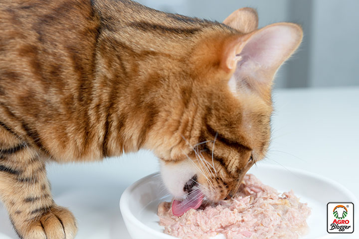 cuanta comida humeda se le da a un gato