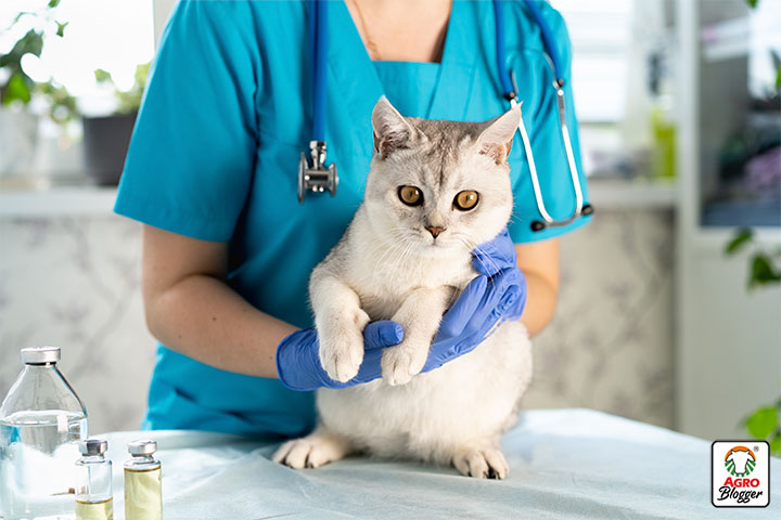 enfermedades por deficiencia de taurina en gatos