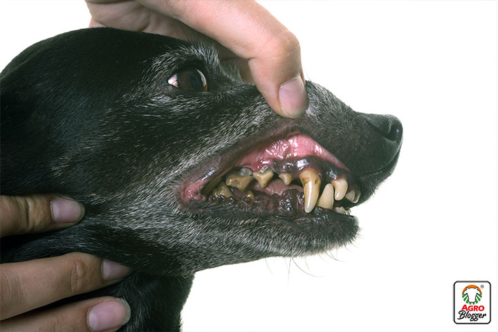 periodontitis en perros