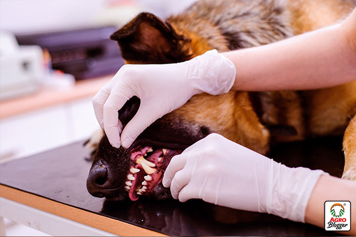 problemas de dientes en perros