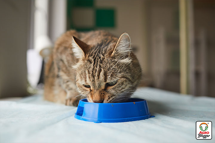 remedios caseros para la gastroenteritis en gatos