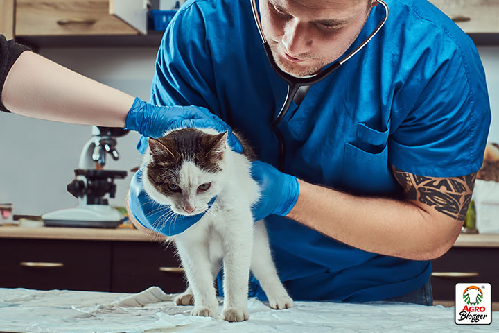 tratamiento infeccion intestinal en gatos