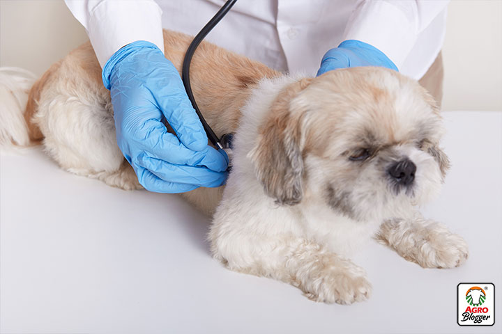 tratamiento para combatir las alergias alimentarias en perros