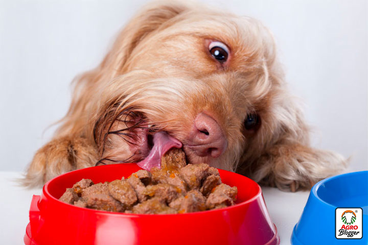 comida humeda para prevenir heces secas en perros