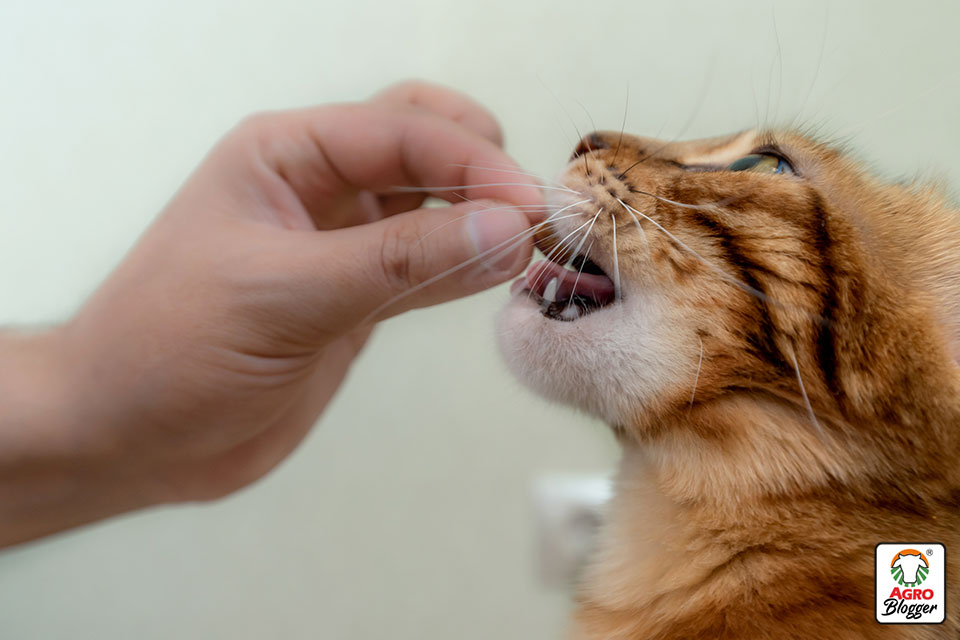 por que se les caen los dientes a los gatos
