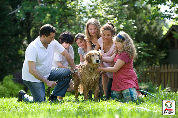 beneficios de tener un perro para la familia