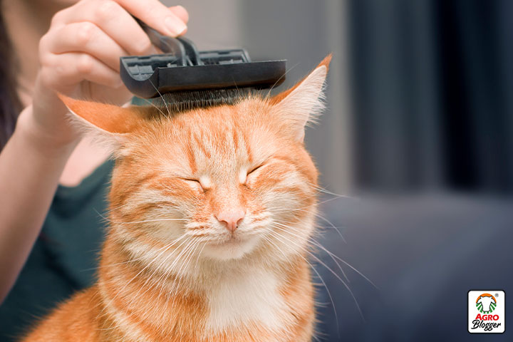como evitar la caida del pelo en gatos