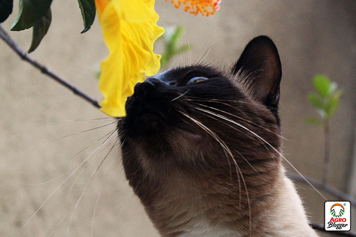 como funciona el olfato de los gatos