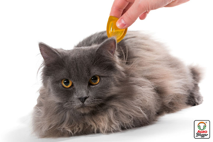 prevencion pulgas en gatos de pelo largo