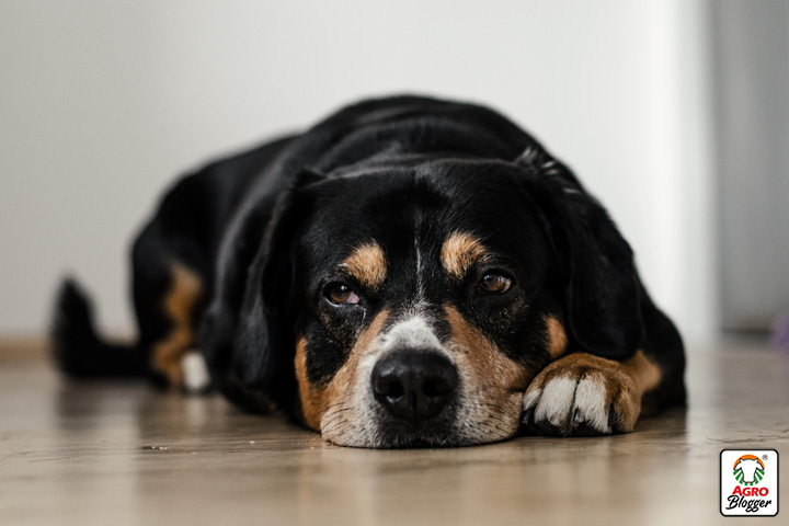 enfermedades hepaticas en perros tratamiento