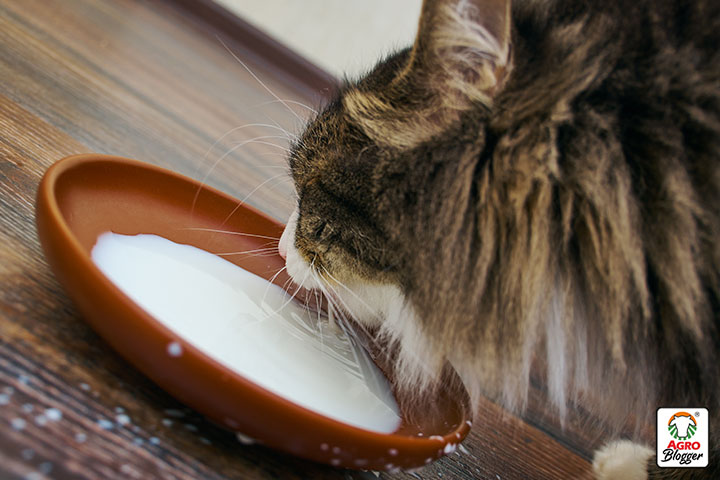 alimentos toxicos para los gatos