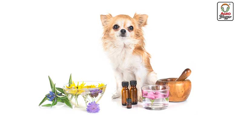 aromaterapia para proteger perro de polvora