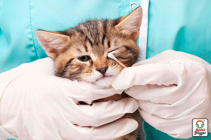 prevencion de conjuntivitis en gatitos