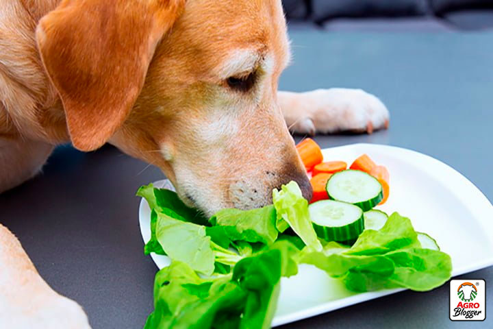 alimentacion alternativa para perros