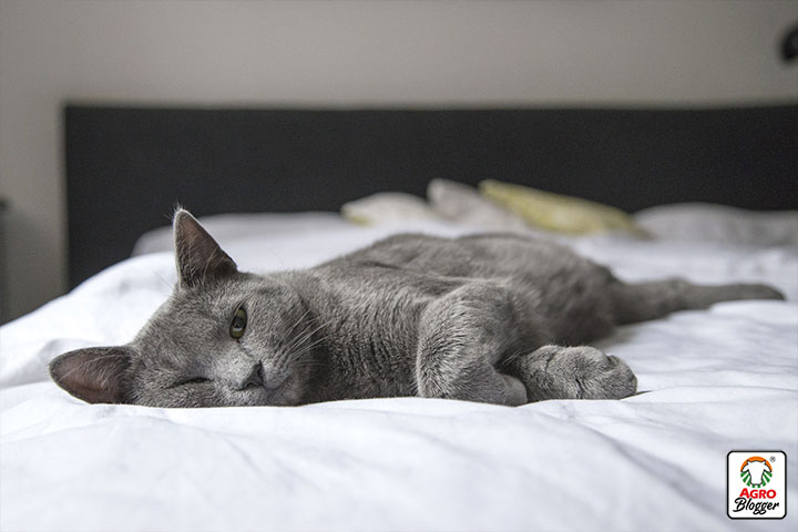 causas de mayor gravedad de estornudos en gatos
