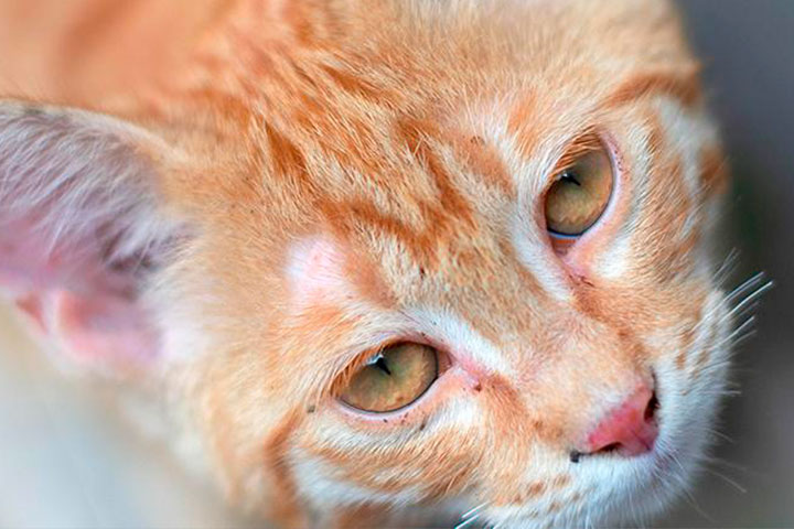 causas y signos de conjuntivitis en gatitos