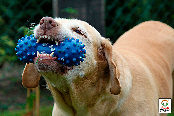 como funcionan los juguetes que limpian los dientes de los perros