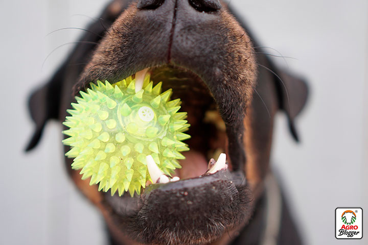 juguetes para limpiar los dientes de los perros