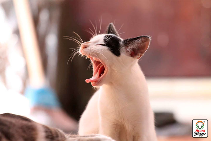 por que estornudan los gatos