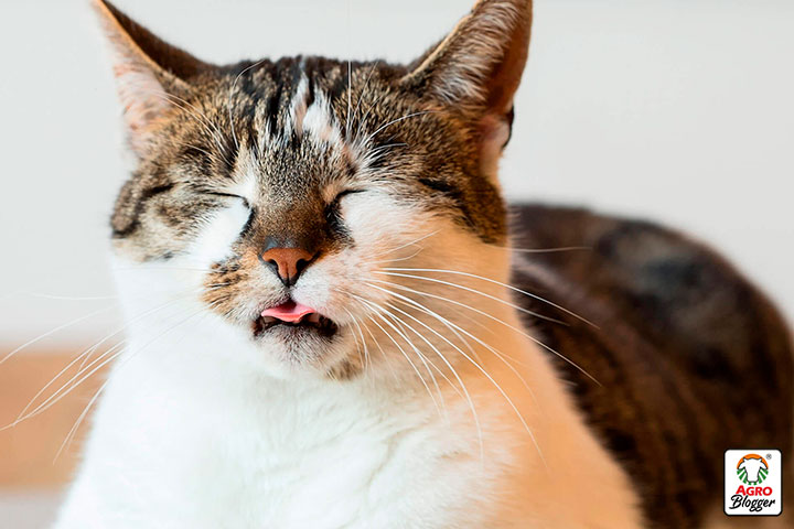 Pantano Materialismo Varios Por qué mi gato estornuda tanto? Causas frecuentes - Blog Agrocampo Colombia