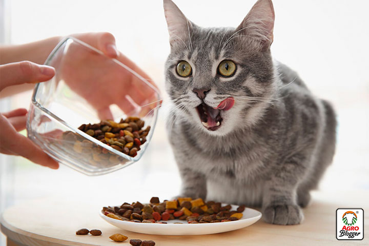 que cantidad de comida se le da a un gato