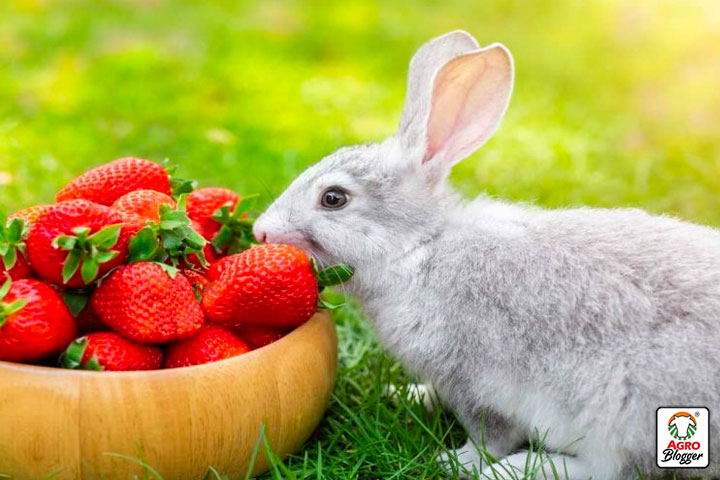 que frutas pueden comer los conejos