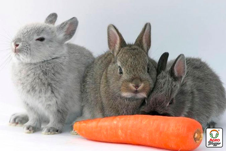recomendaciones sobre la alimentacion de los conejos