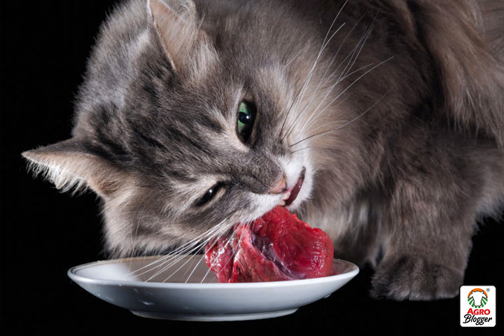 requerimientos nutricionales de un gato
