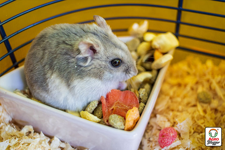 requerimientos nutricionales de un hamster