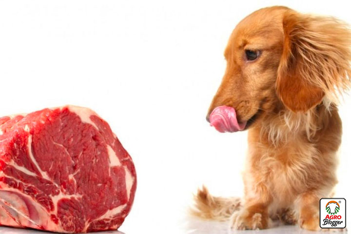 tipos de alimentos o dietas alternativas para perros