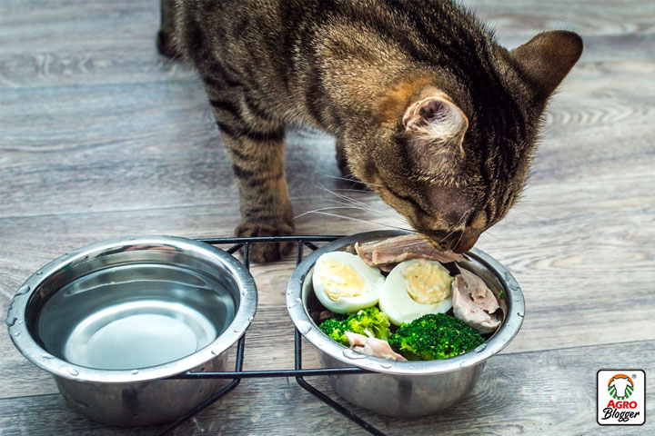 tipos de dietas aptas para un gato