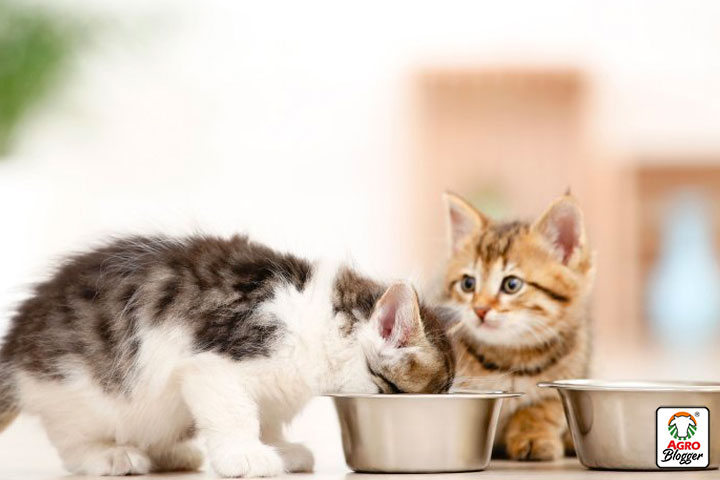 tratamiento para la conjuntivitis en gatos bebes