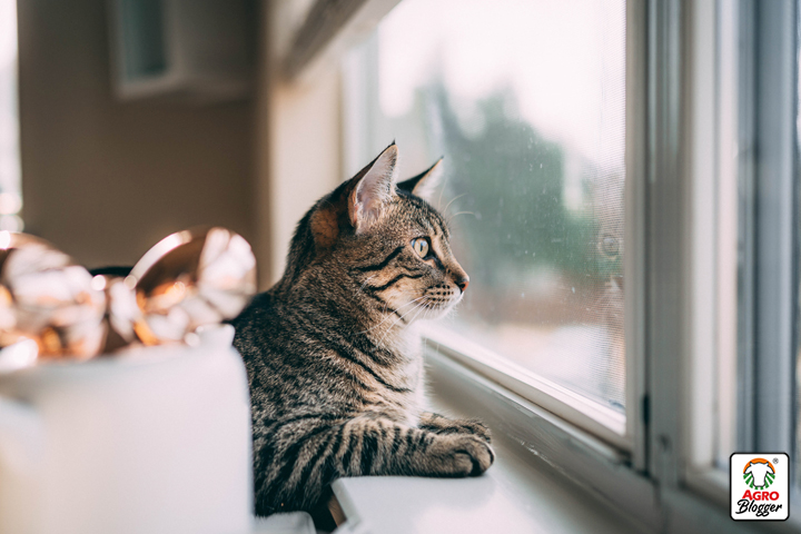 consejos para adaptar a tu gato a un nuevo hogar