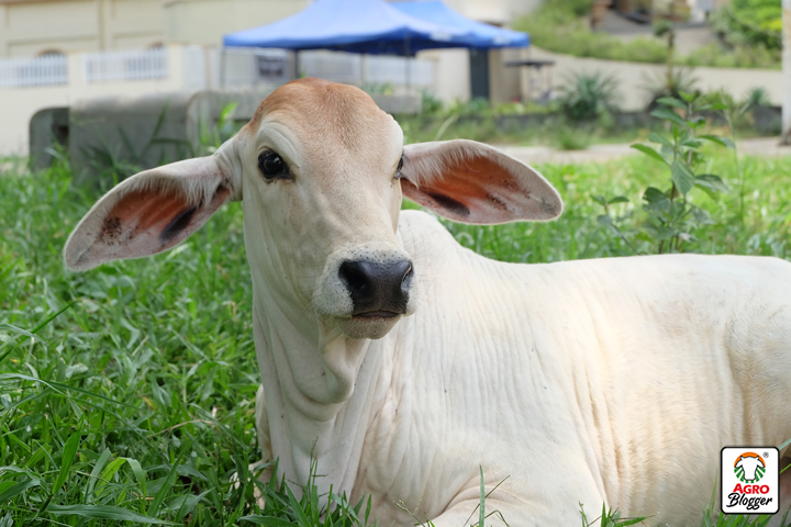 cuidados del ganado lechero
