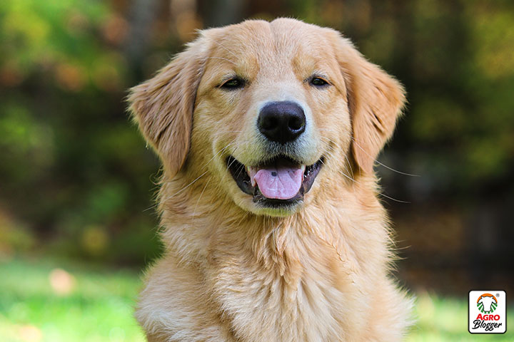 caracteristicas del perro golden retriever