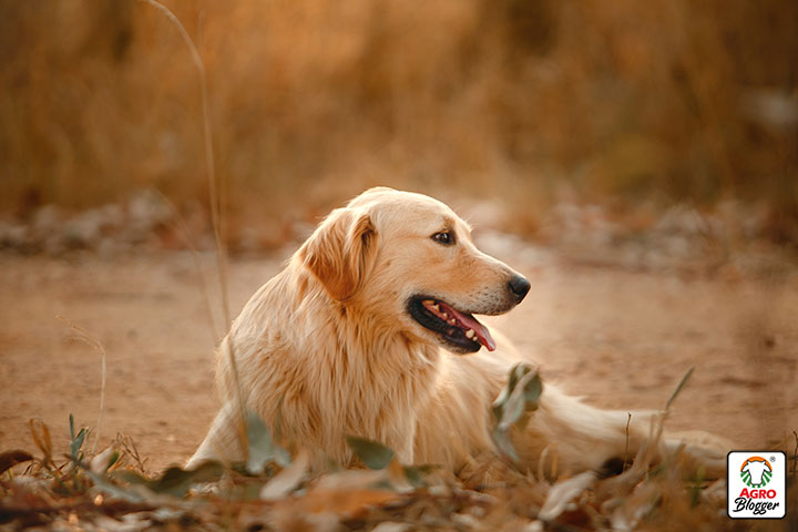 enfermedades comunes de los perros golden retriever 