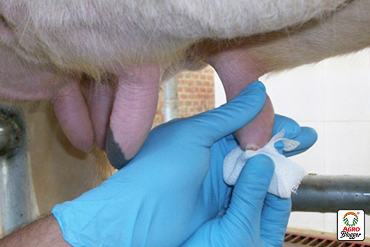prevencion de la mastitis en bovinos 
