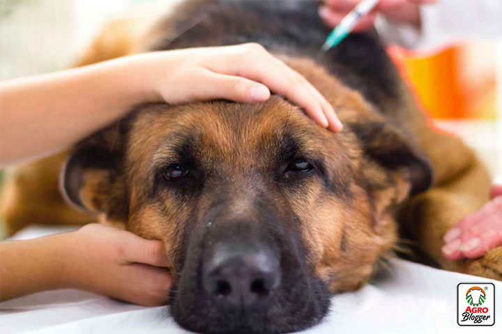 tratamiento de la intususcepcion en perros