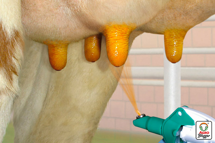 tratamiento de la mastitis bovina