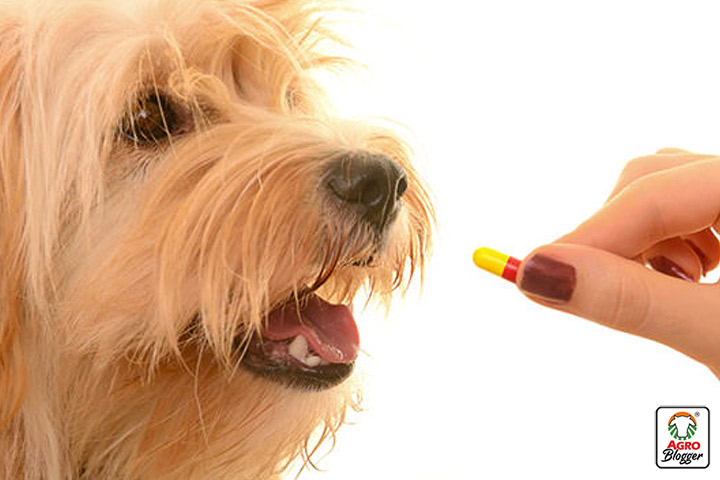 tratamiento neurologico en perros