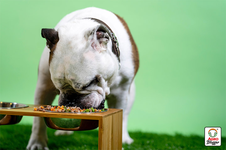 comida para perros dogourmet es buena o mala