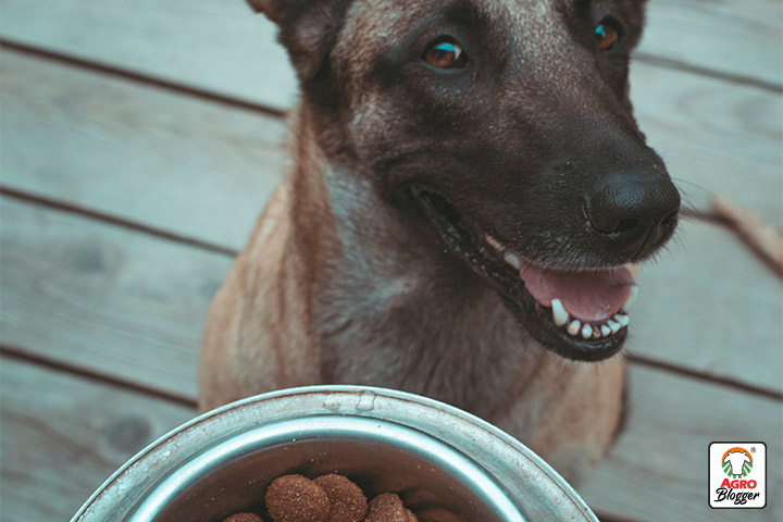 composicion comida para perros Dogourtmet