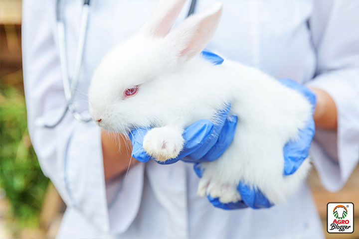 en que consiste el animal testing