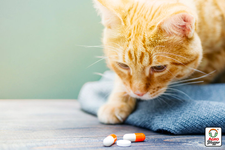 sintomatologia de una infeccion urinaria en gatos
