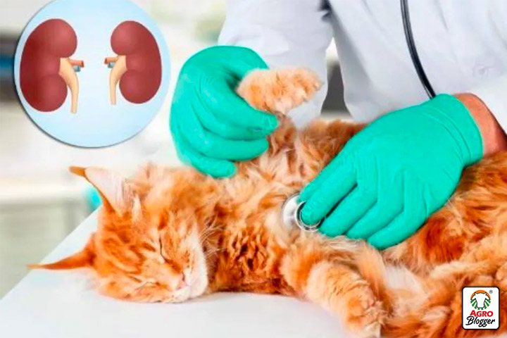 tratamiento de las infecciones urinarias en gatos