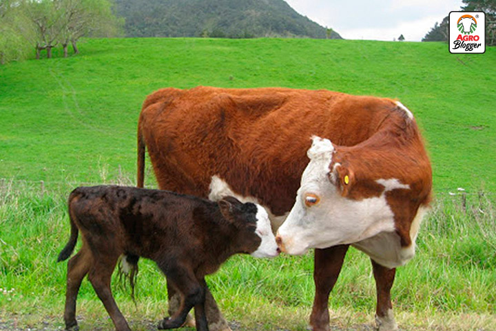 cuidados durante el periodo de gestacion de una vaca