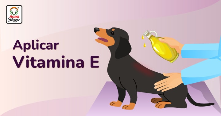 aliviar el ardor de una quemadura solar en perros y gatos con vitamina e