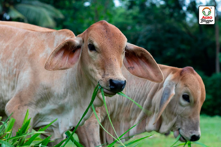 las enfermedades parasitarias en el ganado bovino