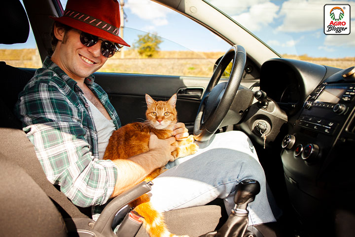 tips para viajar con un gato libre de estres
