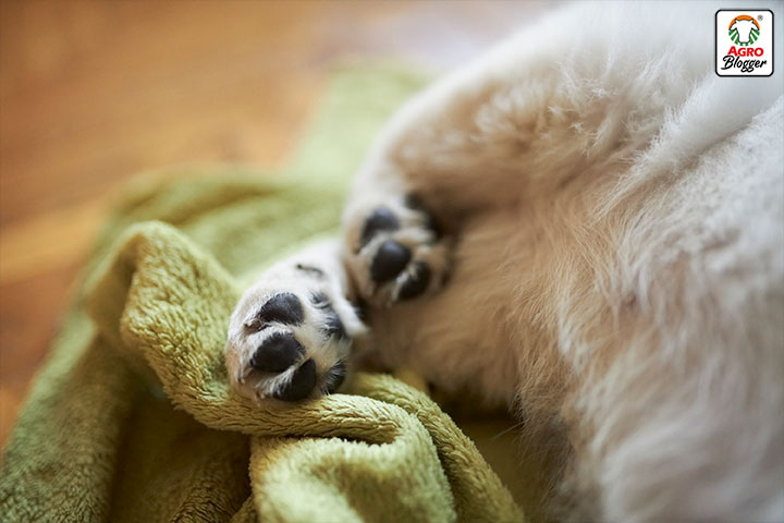 causas del lamido de patas exagerado en perros